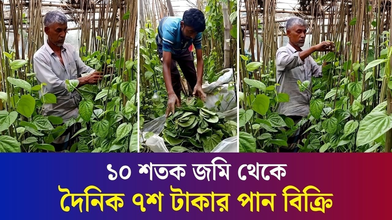 শ্বশুর বাড়ি ঘুরতে গিয়ে পান চাষ করে জীবন বদলালেন বগুড়ার মোরশেদ
